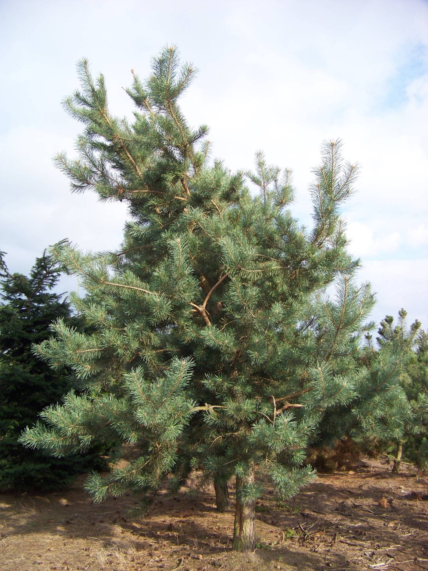 Pinus sylvestris_21